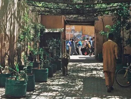 The shaded derb leading to the house